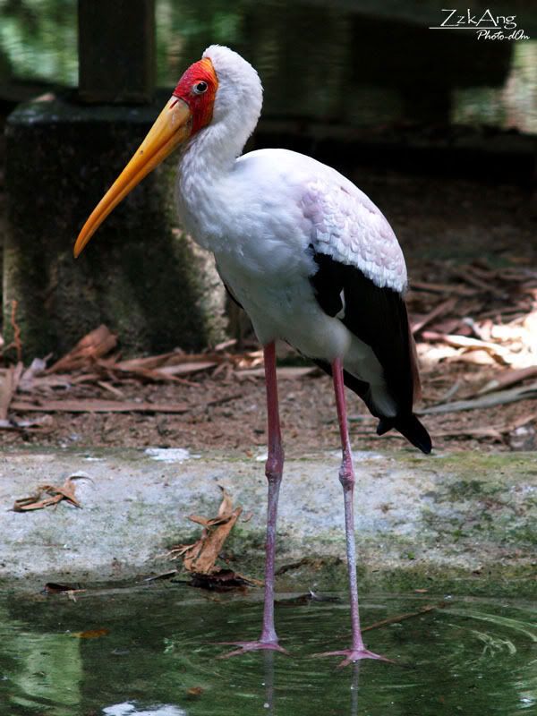 First time to Malacca Zoo : Alcove de Anggur